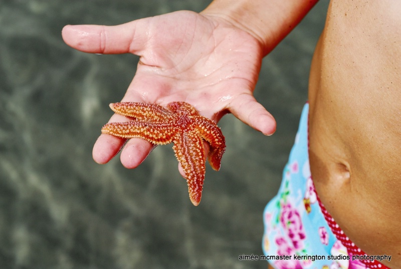 seastar love