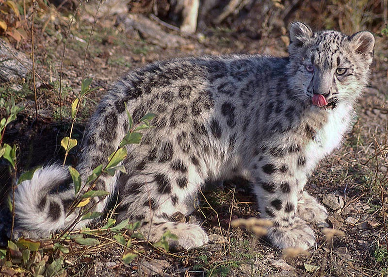 I Can Touch My Nose With My Tongue!