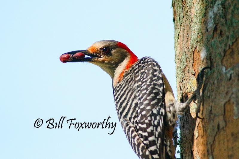 Red Bellied Woodpecker Portrait