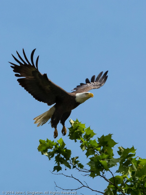 Bald Eagle in Flight #2 - ID: 14503647 © John Singleton