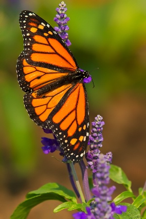 Butterfly Beauty