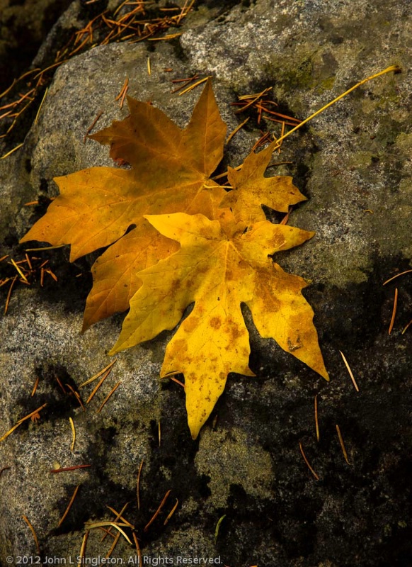 Fall Leaves - ID: 14503691 © John Singleton