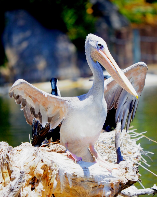 Pink Backed Pelican - ID: 14504021 © Terry Korpela