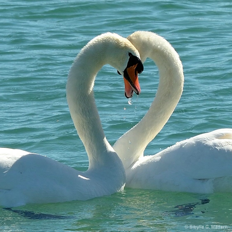 Swan Lake, on Lake Geneva - ID: 14504067 © Sibylle G. Mattern
