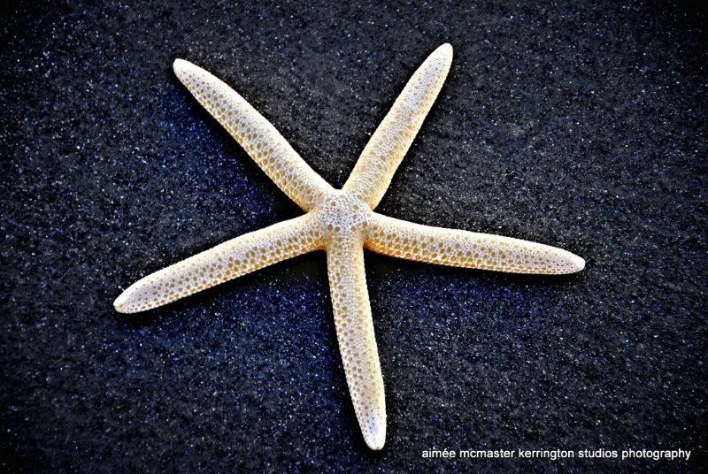 sea star ll