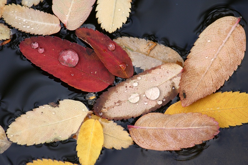 Raindrops on fallen leaves