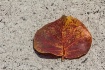 Leaf on Marble