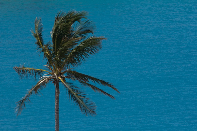 Lonely Palm, Bermuda