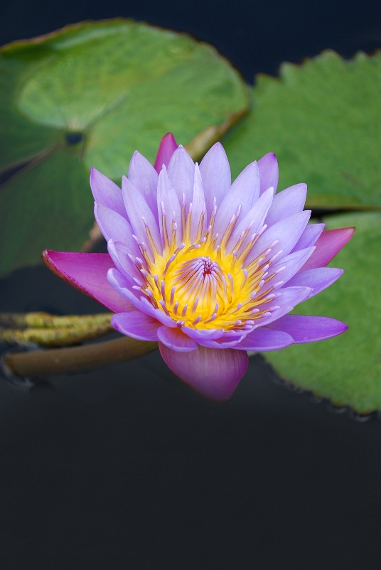 Lavender and Purple Waterlily