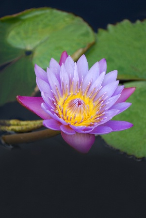 Lavender and Purple Waterlily