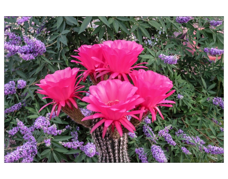 Steve's Flowers - ID: 14506328 © Patricia A. Casey