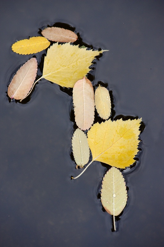 Floating leaves