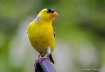 A Yellow Delight!