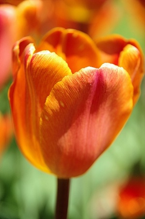 Tulips 2014 41