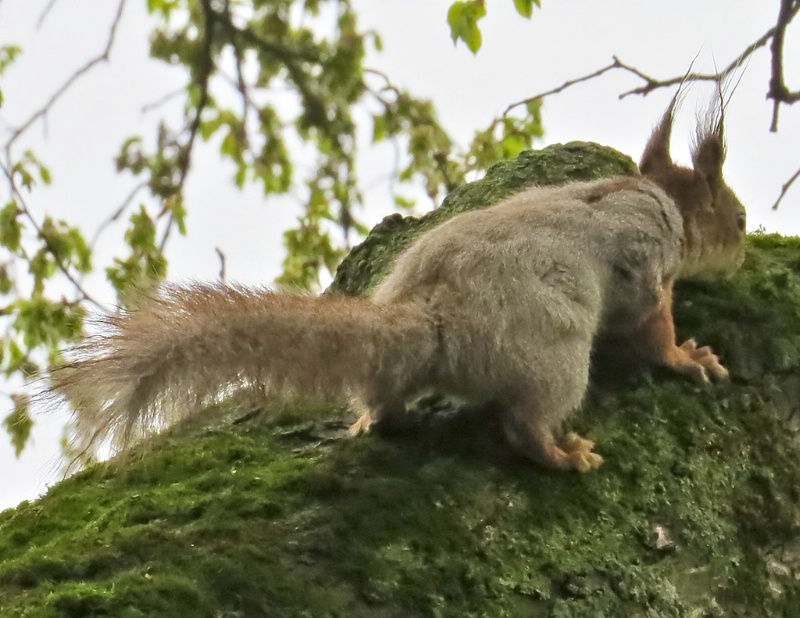 Another capture of Eurasian Red Squirrel - ID: 14507090 © Emile Abbott