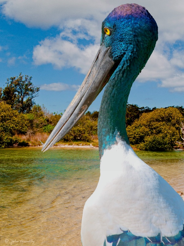 A Blue Necked Stork or Jaburu