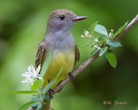 Great Crested Flycatcher