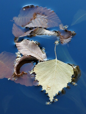 Fallen leaves on blue waters