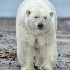 © Annie Katz PhotoID # 14507492: polar bear