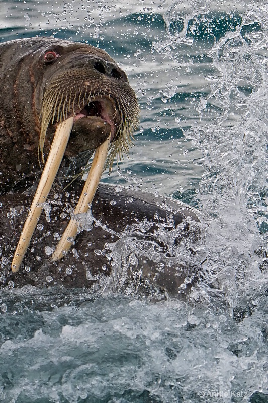 walrus attack - ID: 14507603 © Annie Katz