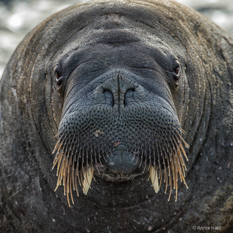 walrus face - ID: 14507604 © Annie Katz