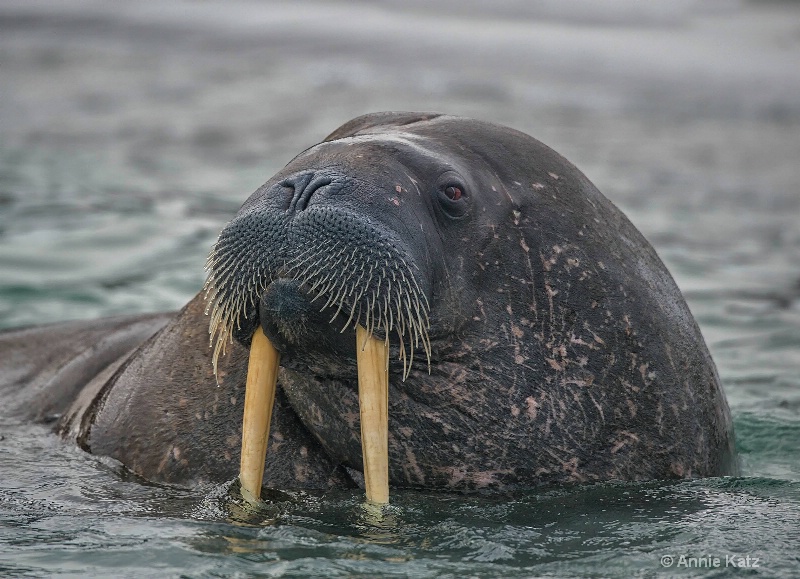 walrus facea - ID: 14507605 © Annie Katz