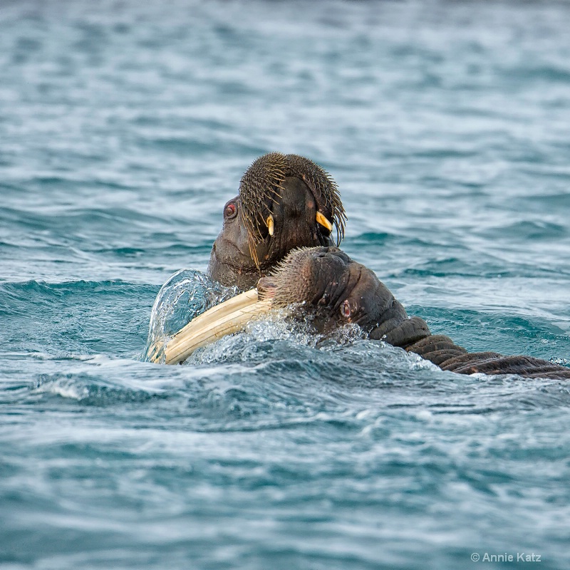 walrus fight 1 - ID: 14507606 © Annie Katz
