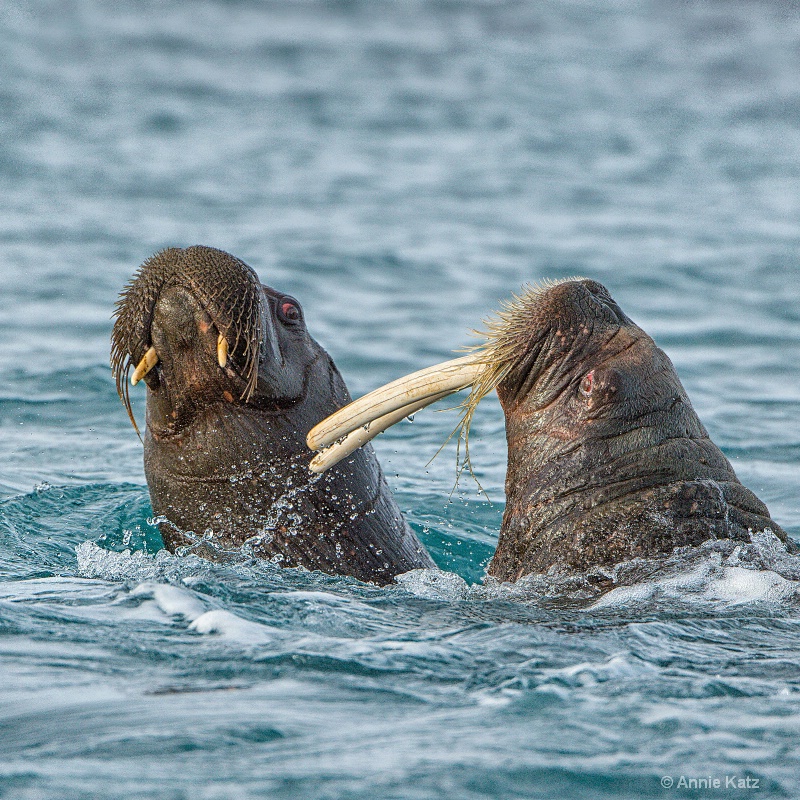 walrus fight 2 - ID: 14507608 © Annie Katz