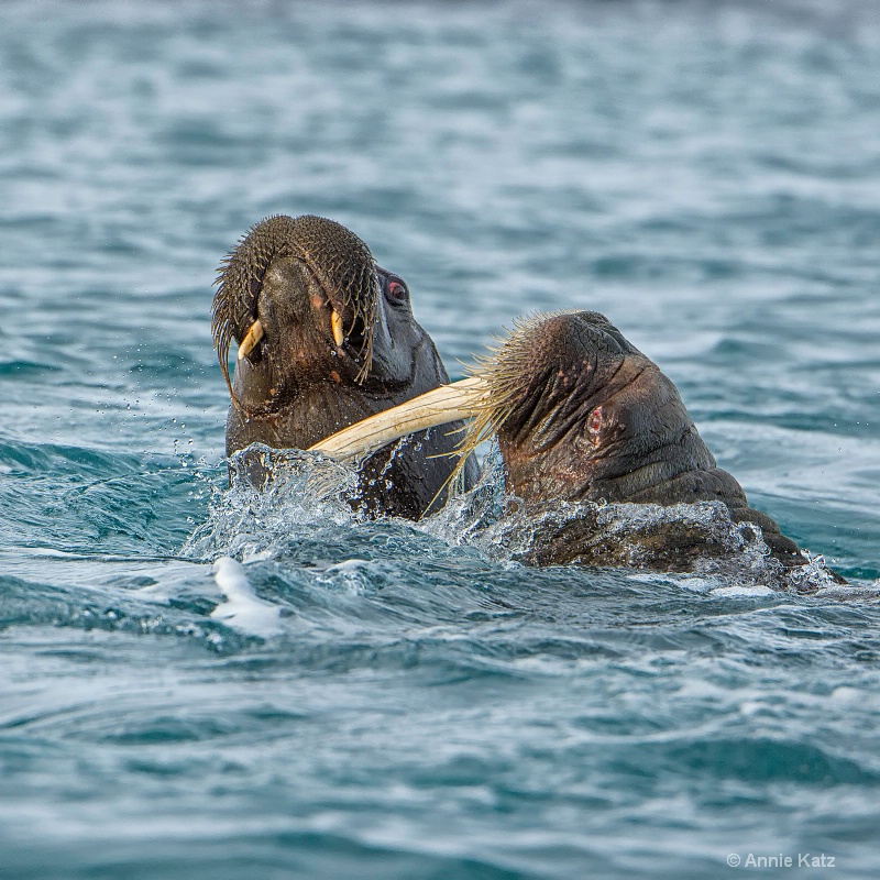 walrus fight 3 - ID: 14507609 © Annie Katz