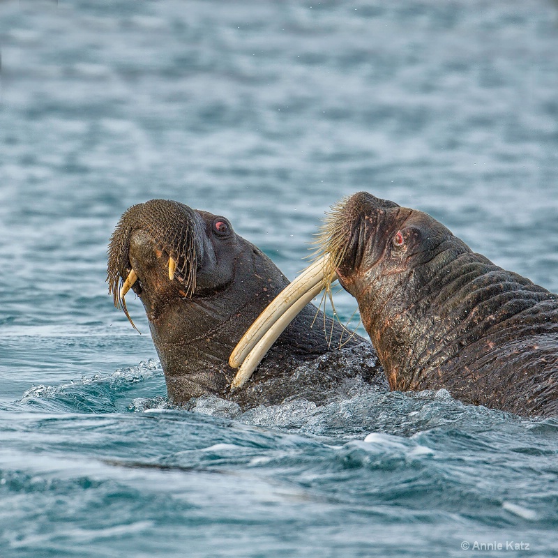 walrus fight 4 - ID: 14507610 © Annie Katz