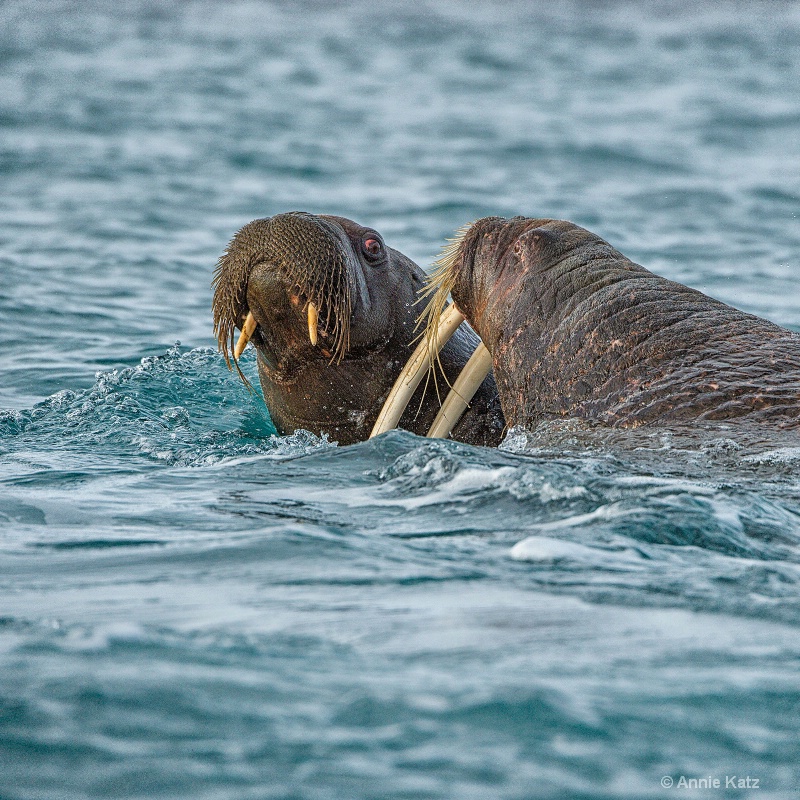 walrus fight 5 - ID: 14507611 © Annie Katz