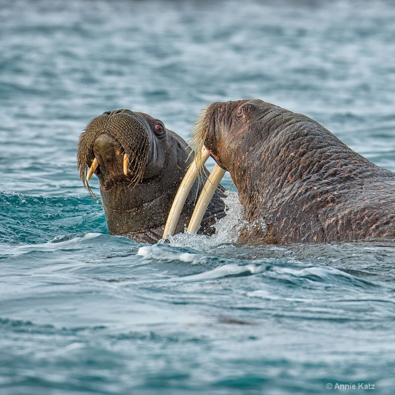 walrus fight 6 - ID: 14507612 © Annie Katz