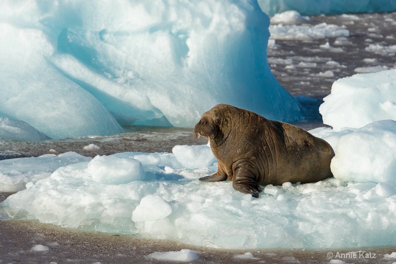 walrus on floe - ID: 14507616 © Annie Katz