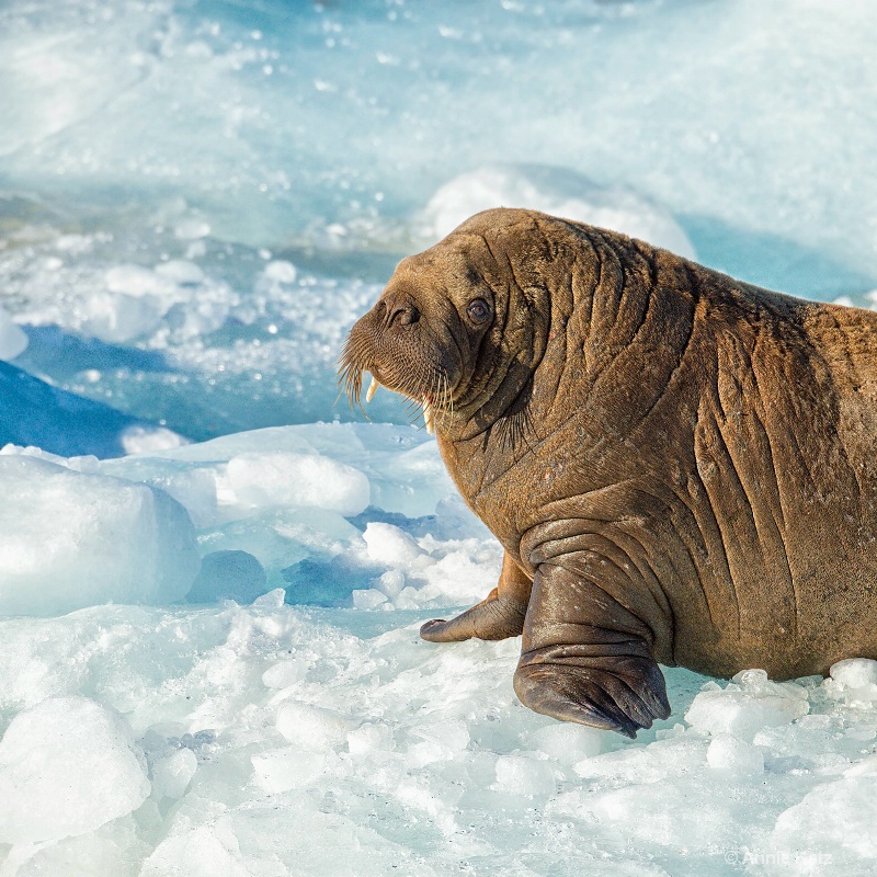 walrus on ice - ID: 14507617 © Annie Katz