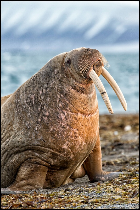 walrus on the beach - ID: 14507619 © Annie Katz