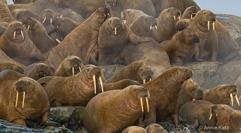 walrus pod - ID: 14507620 © Annie Katz