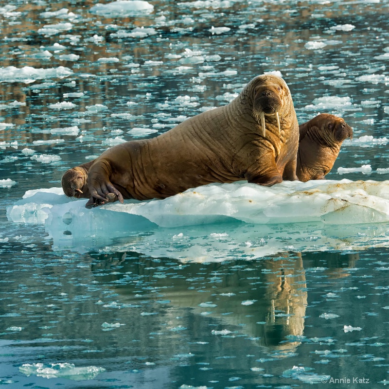walrus reflections - ID: 14507622 © Annie Katz