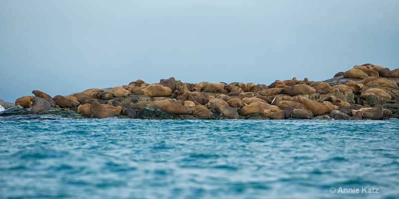 walrus rock - ID: 14507623 © Annie Katz