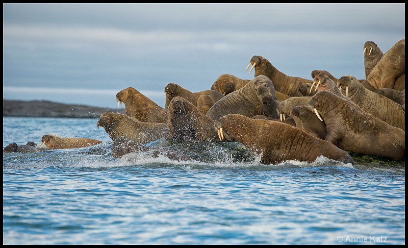 walrus rush - ID: 14507624 © Annie Katz