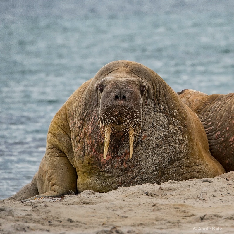 walrus thoughts - ID: 14507625 © Annie Katz