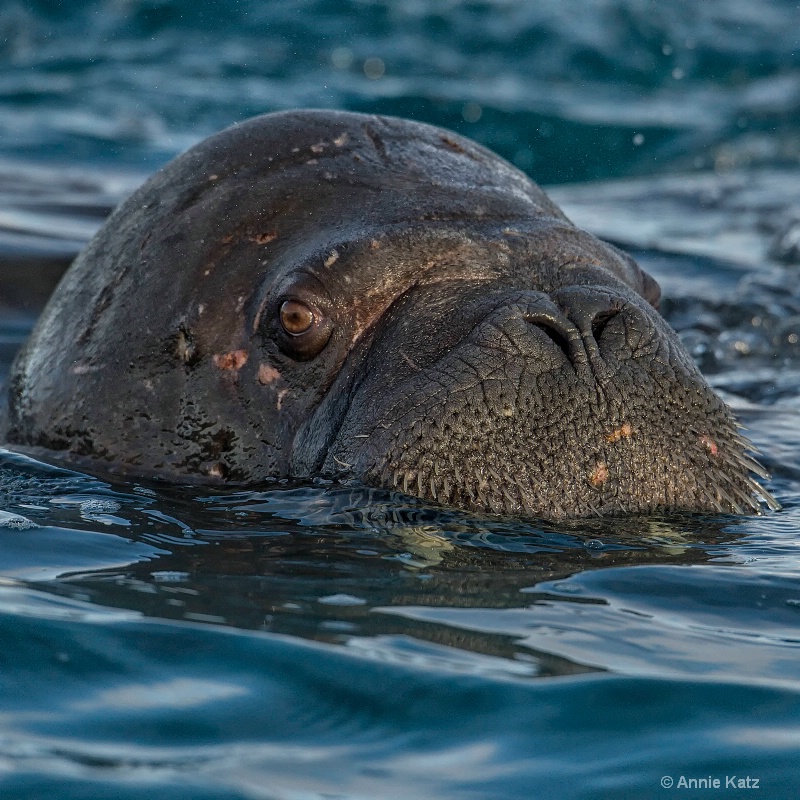 walrus with intent - ID: 14507626 © Annie Katz