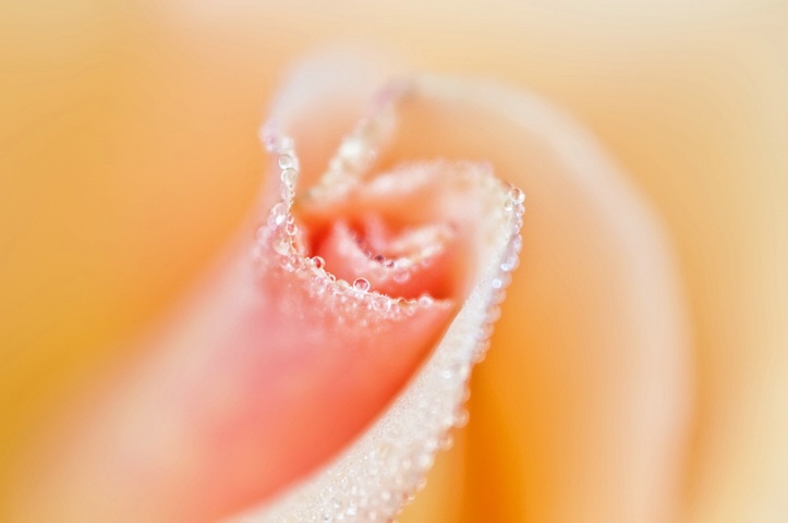 Dewy Rose