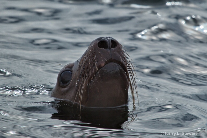 Juneau Harbor Seal 