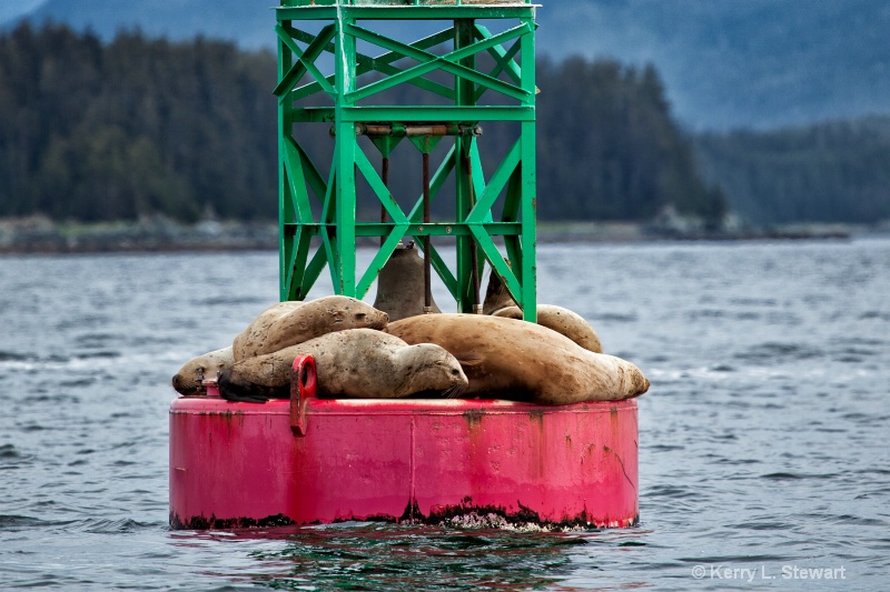 Juneau Harbor Seals No. 1