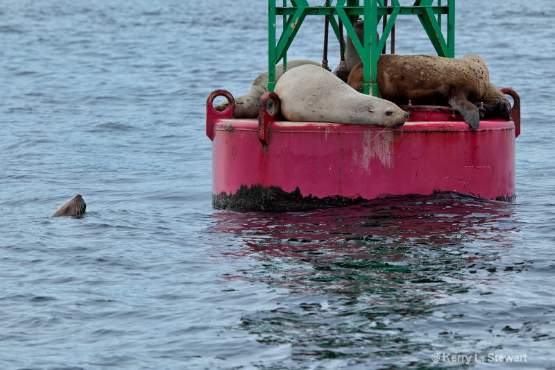 Juneau Harbor Seals No. 2