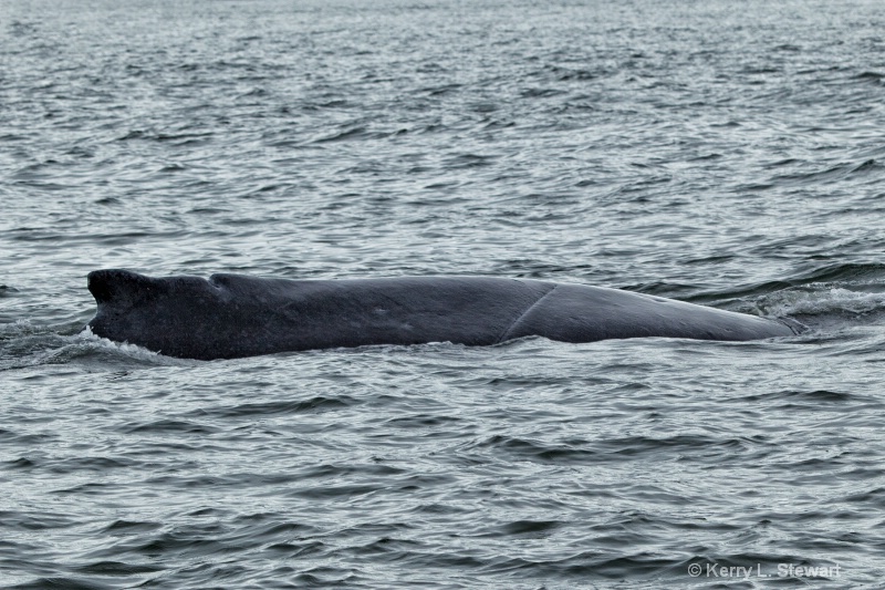 Juneau Humpback Whale