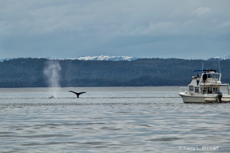 Juneau Whales