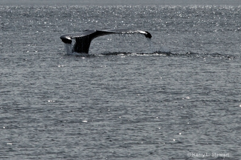 Whale's Tail No. 2