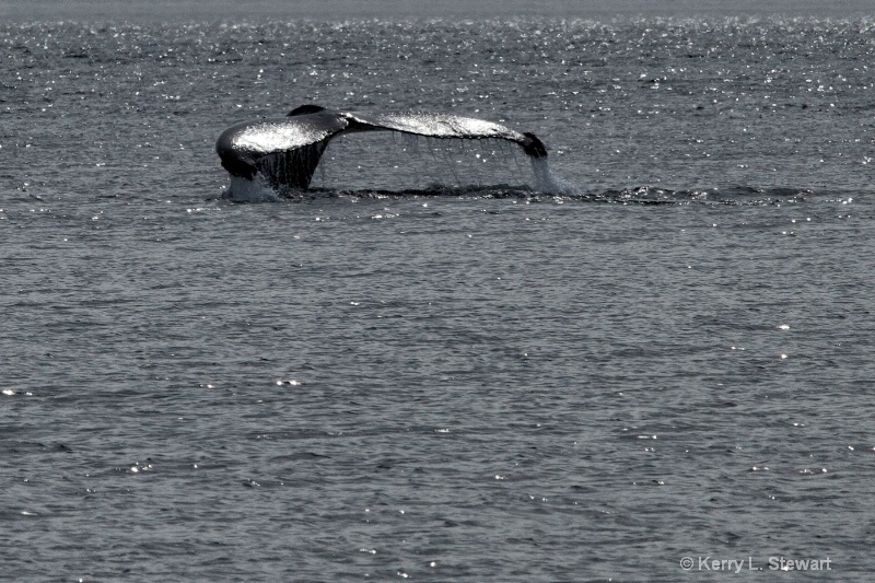 Whale's Tail No. 1