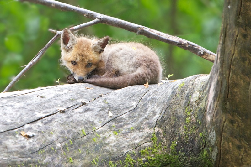 Little Fox Kit on the Stump